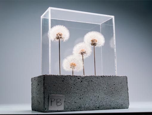 sección-arte-home-plan-botanico